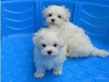 Gorgeous white Maltese Puppies.They will make great family