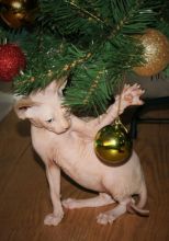 Hairless sphynx cat available(super sweet)