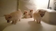 Cute Pomeranian Puppies for Re-homing/k.ellyje.ronica1@gmail.com