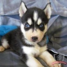 Beautiful Siberian husky puppies./kellyjer.onica1@gmail.com