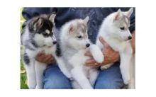 Registered Purebred Siberian Husky Puppies//k.ellyjer.onica1@gmail.com