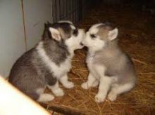 2/AKC Registered Siberian Husky Puppies//k.ellyjer.onica1@gmail.com