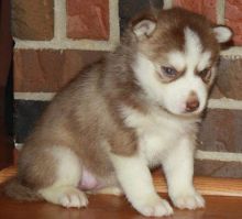 2/Pure Bred Siberian Husky Puppy/k.ellyjer.onica1@gmail.com
