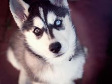 Sweet Siberian husky puppies For Sale/ke.llyj.eronica1@gmail.com