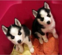 Excellent Siberian Husky Puppies/ke.llyj.eronica1@gmail.com