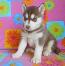 Siberian Husky Puppies//ke.llyj.eronica1@gmail.com