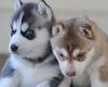 Excellent Blue Eyes Siberian Huskies Pups For Sale/ke.llyj.eronica1@gmail.com