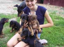 Loyal Doberman Pinscher Puppies