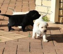 Puppy for free adoption!!! AKC quality Labrador Retrievers