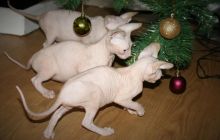 Purebred Sphynx Male and female kittens Available
