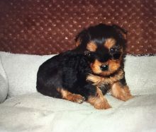 Purebred Tiny Yorkie Puppies