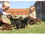 Beautiful red/rust Doberman Pinscher pups.