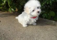 Trained Maltese Puppies Ready