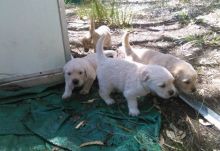 We have two amazing Golden Retriever puppies,