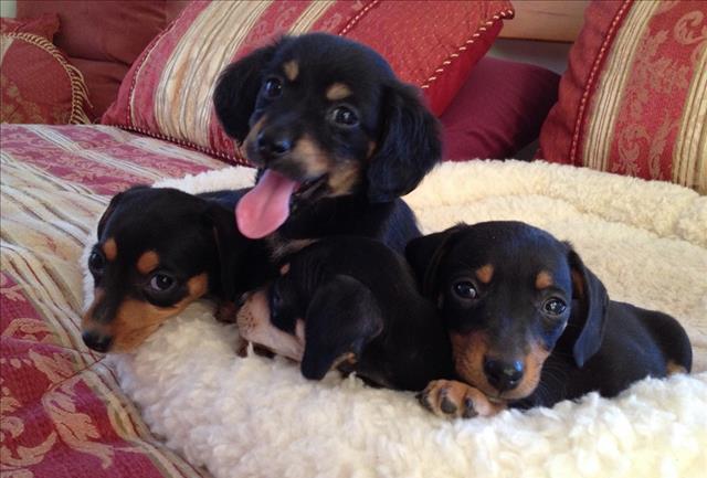 AKC Dachshund puppies available We have two beautiful AKC Dachshund Image eClassifieds4u