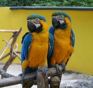 Beautiful Macaw partots for sale Image eClassifieds4u