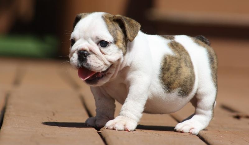 Great French Bulldog puppies for sale Image eClassifieds4u