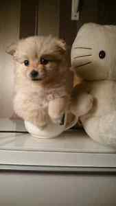 Cute Pomeranian Puppies for Re-homing/k.ellyje.ronica1@gmail.com Image eClassifieds4u