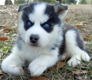 Cute and Adorable Siberian Husky Puppies//kellyjer.onica1@gmail.com Image eClassifieds4u