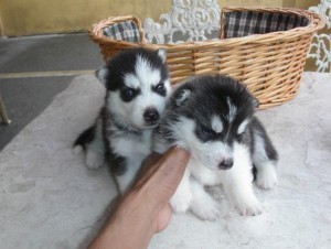 Excellent Siberian Husky Puppies//k.ellyjer.onica1@gmail.com Image eClassifieds4u