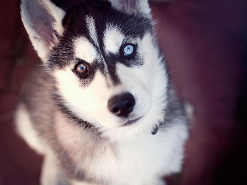 Sweet Siberian husky puppies For Sale/ke.llyj.eronica1@gmail.com Image eClassifieds4u