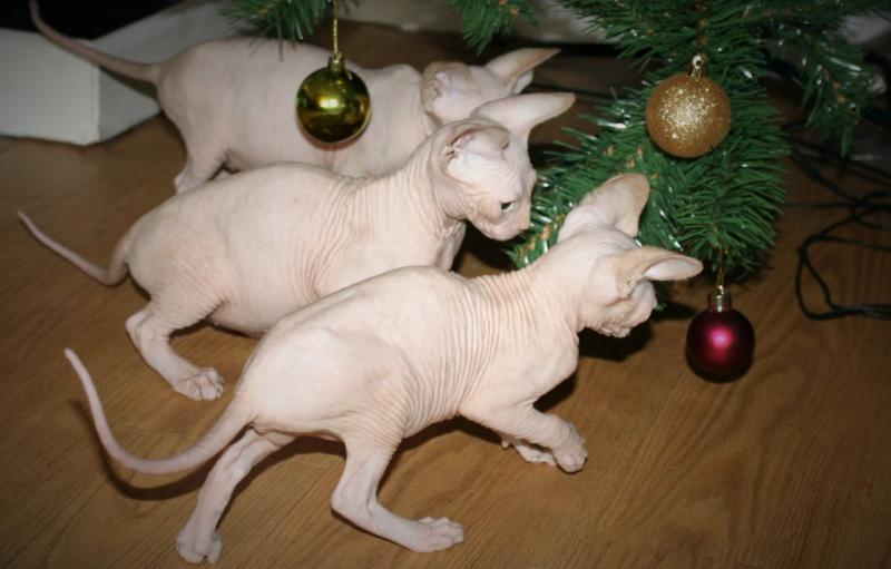 Loving male and female Sphynx kitten for caring homes Image eClassifieds4u