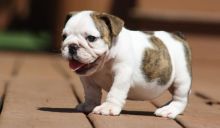Great French Bulldog puppies for sale Image eClassifieds4U