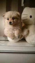 Cute Pomeranian Puppies for Re-homing/k.ellyje.ronica1@gmail.com Image eClassifieds4u 2