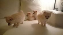 Cute Pomeranian Puppies for Re-homing/k.ellyje.ronica1@gmail.com Image eClassifieds4u 1