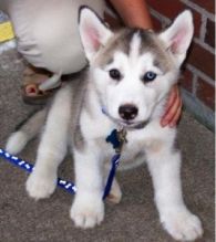 Siberian Husky Mastiff Mix//k.ellyjer.onica1@gmail.com Image eClassifieds4u 2
