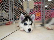 Akc Pure Breed Siberian Husky Puppies./ke.llyj.eronica1@gmail.com Image eClassifieds4U