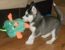 Purebred Blue Eye Siberian Husky Puppies Available/ke.llyj.eronica1@gmail.com Image eClassifieds4U