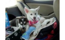 Siberian Husky Puppies for Adoption//ke.llyj.eronica1@gmail.com Image eClassifieds4U