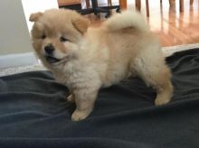 Ready To Go Chow Chow Pups Image eClassifieds4U