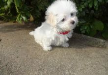 Trained Maltese Puppies Ready Image eClassifieds4U