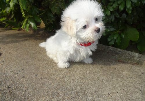 Trained Maltese Puppies Ready Image eClassifieds4u