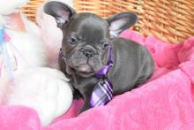 Adorable French Bulldog puppies needs sweet home
