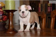 Akc registered English Bulldog puppies