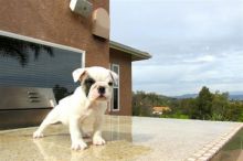 English Bulldogs for Rehoming