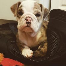 NEW!!! Elite English bulldog puppy for adoption with excellent pedigree. Male, female