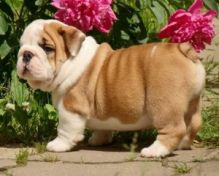 NEW!!! Elite English bulldog puppy for adoption with excellent pedigree. Male, female