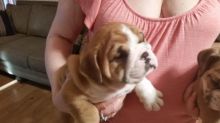 NEW!!! Elite English bulldog puppy for adoption with excellent pedigree. Male, female