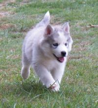 Quality Siberians Huskys Puppies:contact Us At754 202-5182