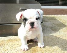 Super Adorable English Bulldog Puppies