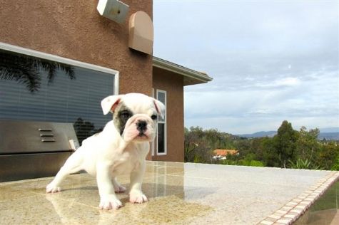 English Bulldogs for Rehoming Image eClassifieds4u