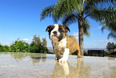 Fantastic playful English Bulldog Pups for sale Image eClassifieds4u
