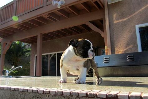 Home raised English Bulldog puppies for same Image eClassifieds4u