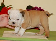 Beautiful Outstanding English Bulldog pups for sale Image eClassifieds4U