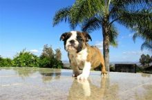 Fantastic playful English Bulldog Pups for sale Image eClassifieds4U