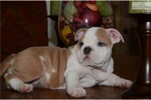 Gorgeous English Bulldog puppies available Image eClassifieds4U